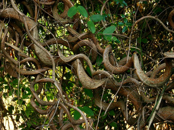 விருச்சிக ராசி