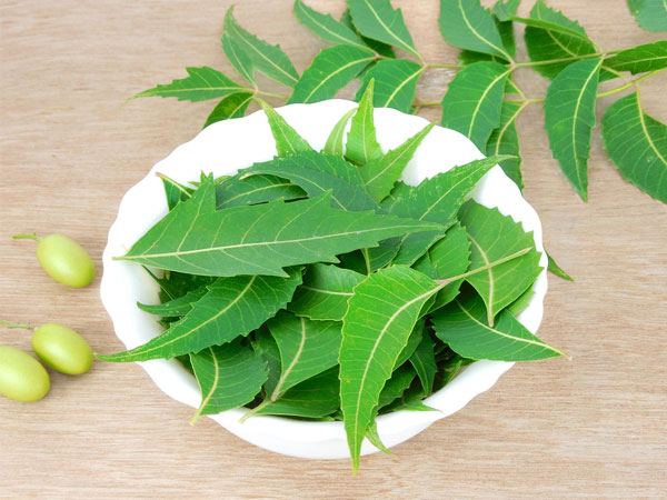வேப்பிலை