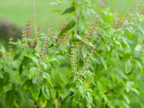 துளசியின் மகத்துவம்
