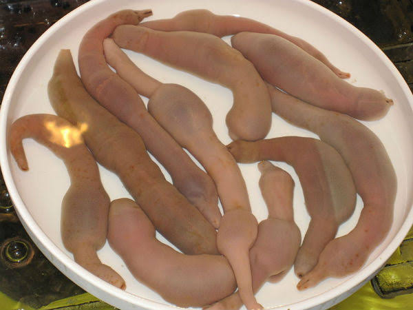 புழுக்கள்