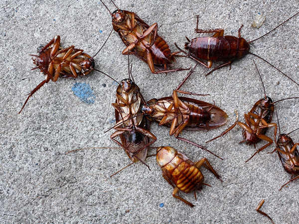 எறும்பு மற்றும் எலி