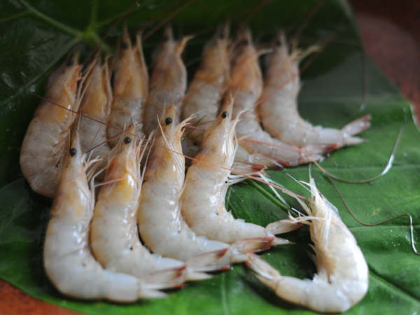 இறால்