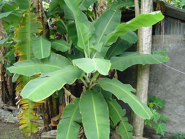 வாழை இலைகளை விற்று படிக்க வைத்தார்