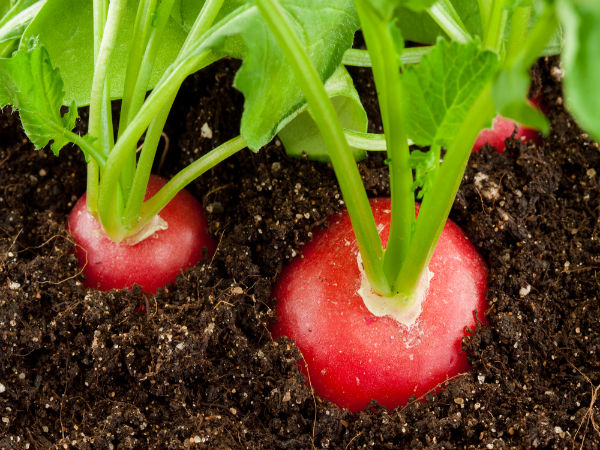 முள்ளங்கி விதைகள் மற்றும் ஆப்பிள் சிடர் வினிகர்