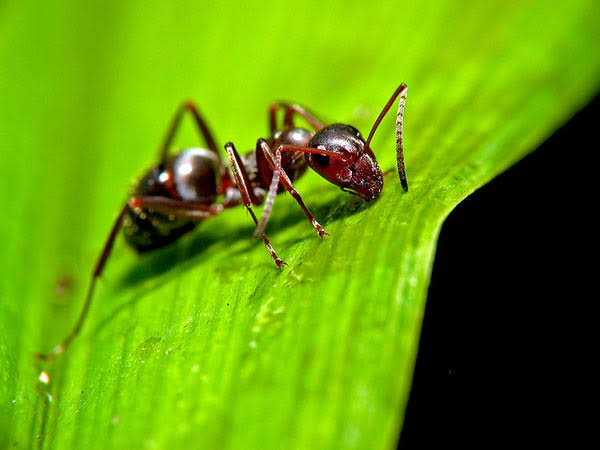 சிவப்பு எறும்பு சட்னி