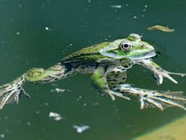தவளையின் தோல்