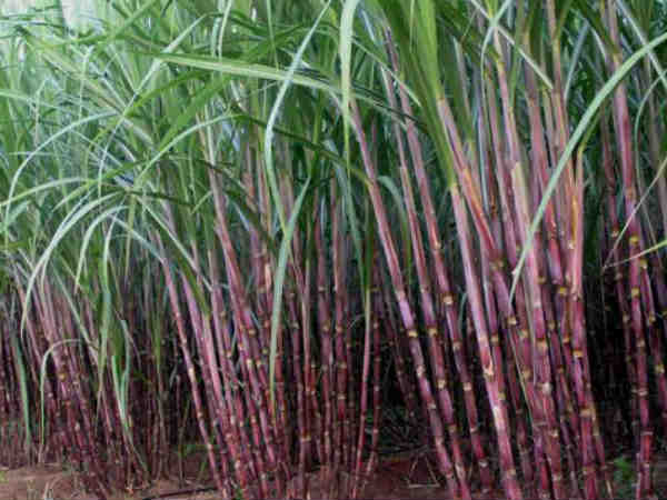 கரும்பு