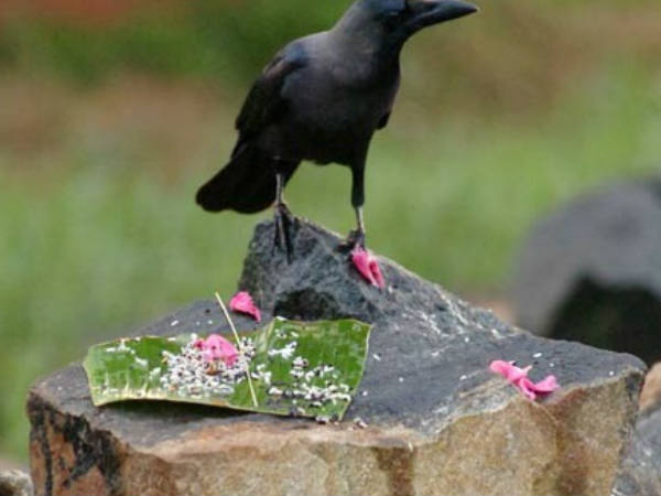 காகத்திற்கு சாதம்