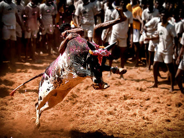ஜல்லிக்கட்டின் வகைகள்