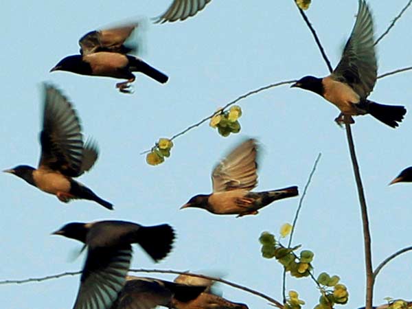 பறவை எச்ச பேஷியல்