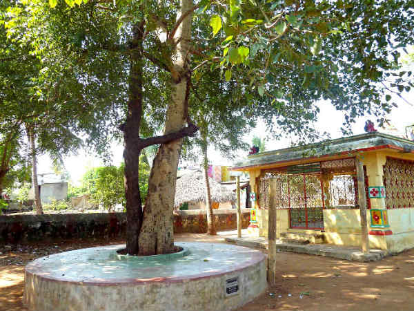 அரசமரம் வேப்பமரம்