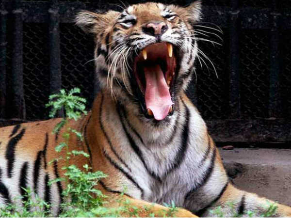 புலி