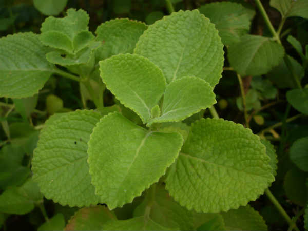 கற்பூரவள்ளி