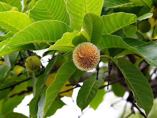 கடம்ப வனம்