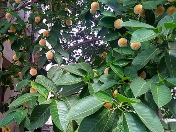 குளிர்ச்சி தரும் கடம்ப மரம்