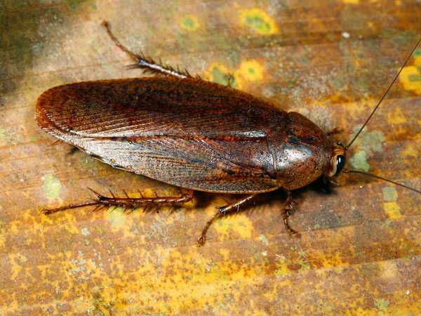 பூச்சிகளின் இருப்பு