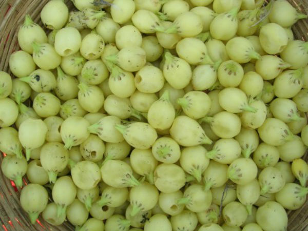 இலுப்பை மரத்தின் பாகங்கள்