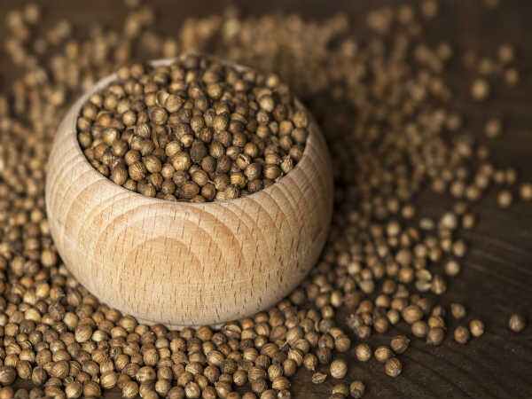 கொத்தமல்லி