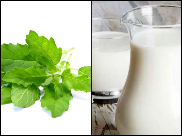 துளசி பால் தயாரிக்கும் முறை: