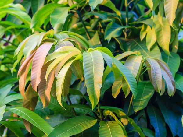 மா இலையின் ஆரோக்கிய நன்மைகள்