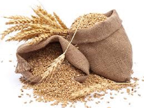 கோதுமை மற்றும் பார்லி சோதனை
