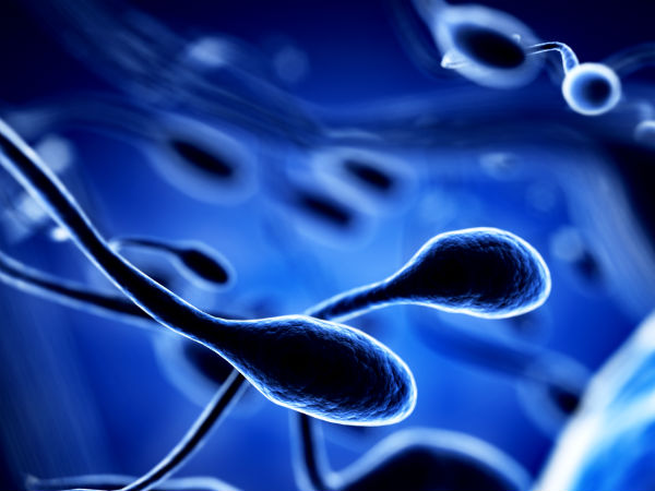 விந்தணுக்களின் அமைப்பு