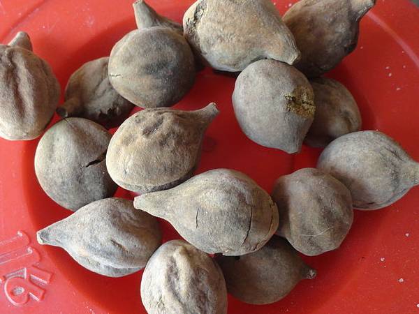 தான்றிக்காயின் மருத்துவ குணங்கள்
