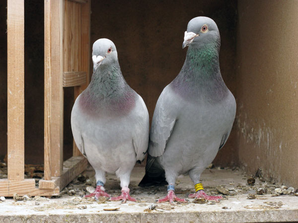 கருப்பு பறவை