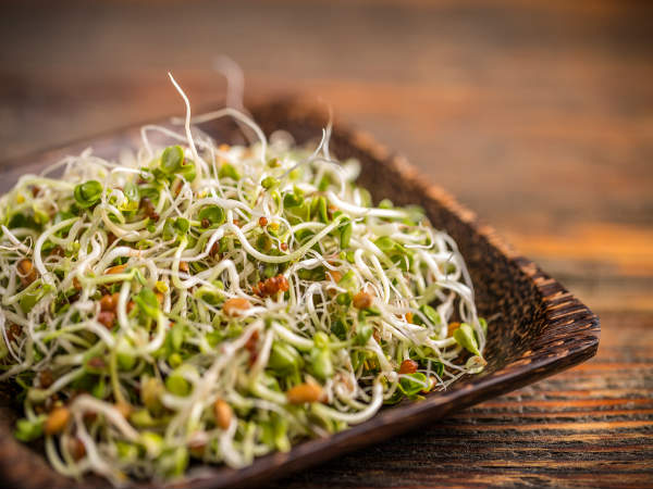 முளைக்கட்டிய அல்பால்ஃபா
