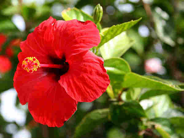 வெள்ளை மலர்கள்