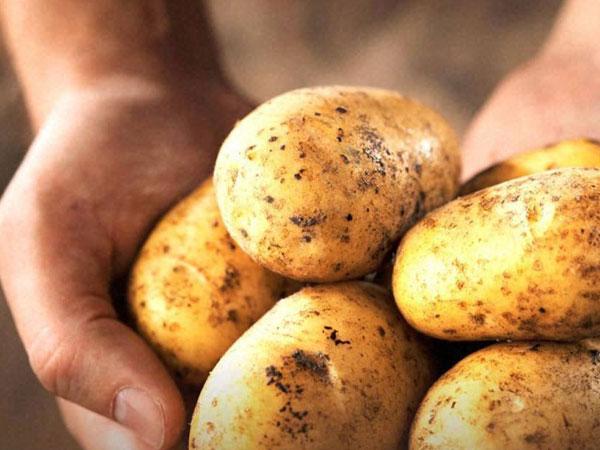 ருசெட் உருளைக்கிழங்கு