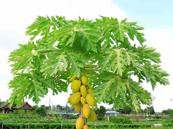 பப்பாளி