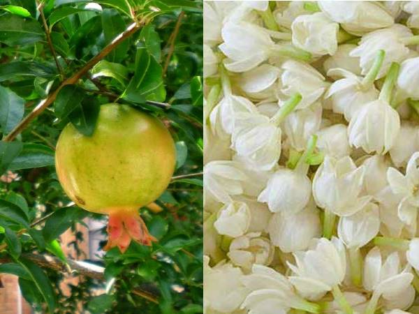 மாதுளை குச்சி மற்றும் மல்லிகை