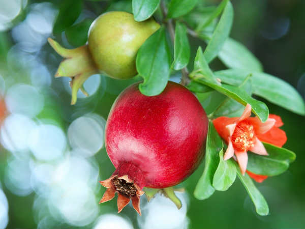 மாதுளை குச்சி