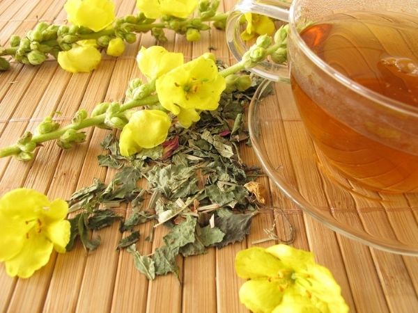 முல்லீன் தேநீர்