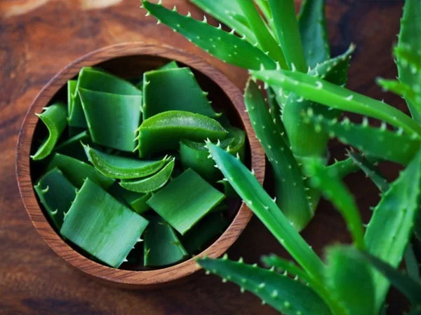 உதடு பராமரிப்பிற்கு சிறந்தது கற்றாழை ஜெல்
