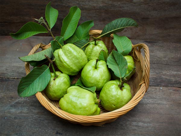கொய்யா இலைகள்
