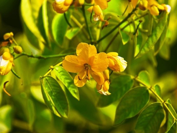 சென்னா தேநீர்
