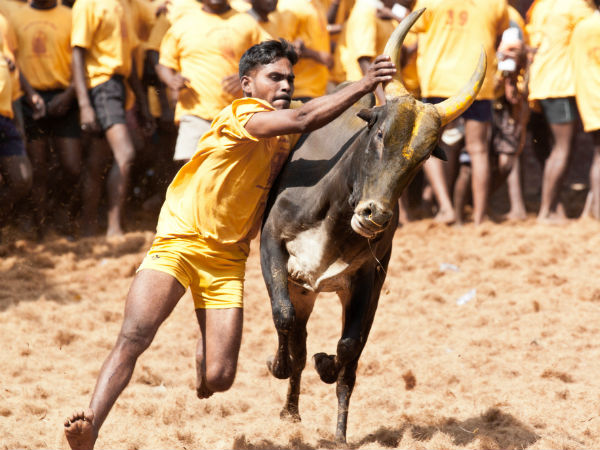 வீர விளையாட்டு - ஜல்லிக்கட்டு