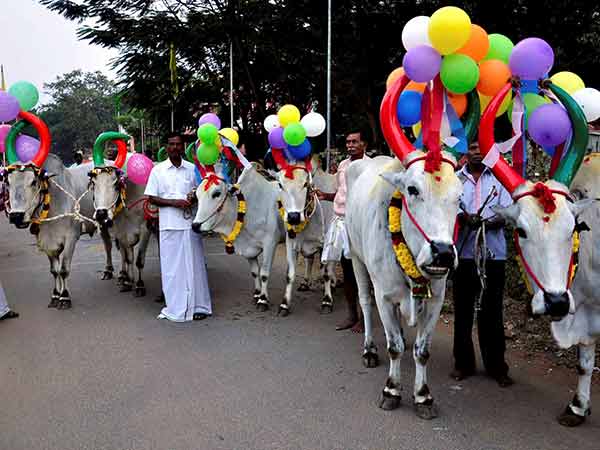 மாட்டுப் பொங்கல் விழாவின் சிறப்பு அம்சங்கள்
