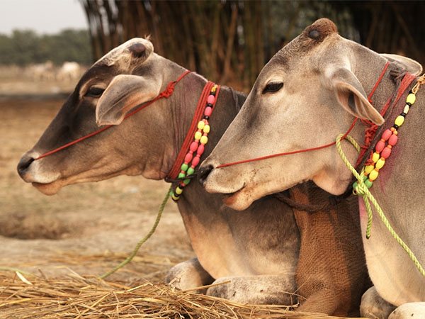மாடுகளை வைத்திருக்கும் திசை