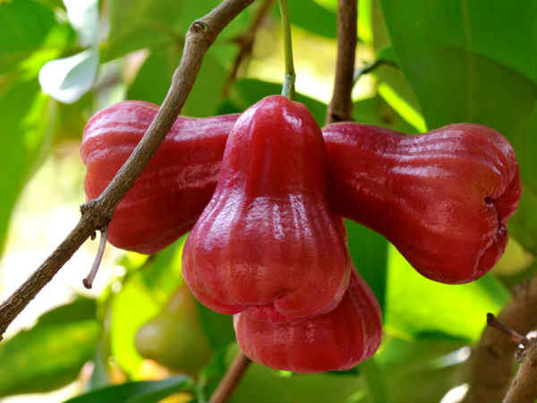 ரோஜா ஆப்பிள்
