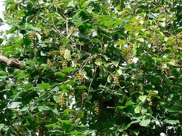 வெண்கலப் பானை