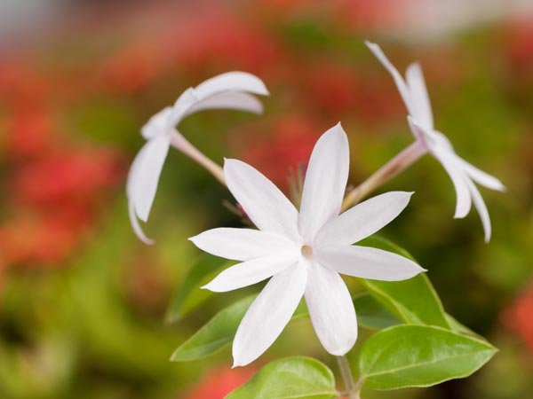 முல்லை