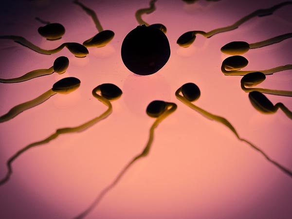 விந்தணுவின் பாலினங்கள்