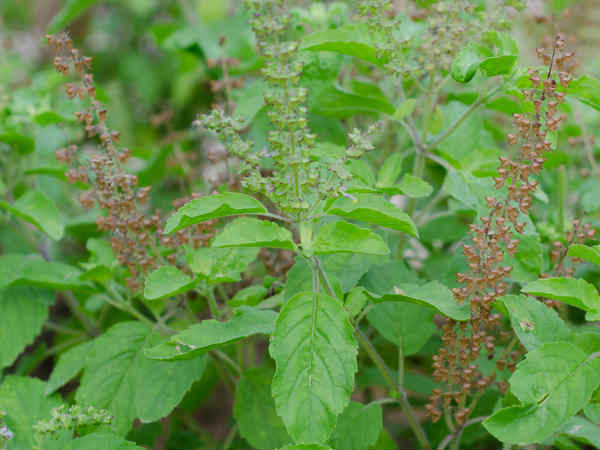 துளசி இலைகள்