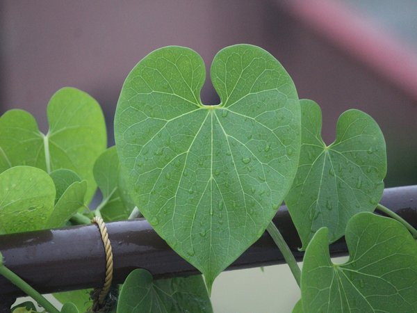 அமிர்தவல்லி
