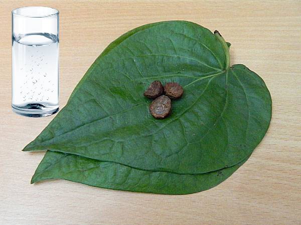நீருடன் வெற்றிலை பாக்கு