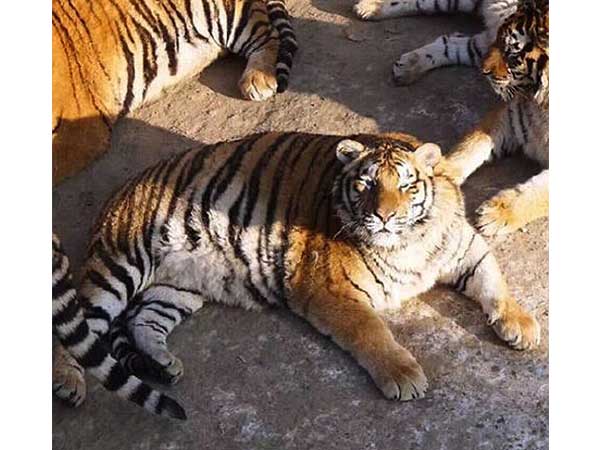இந்தியாவில் புலிகளின் எண்ணிக்கை