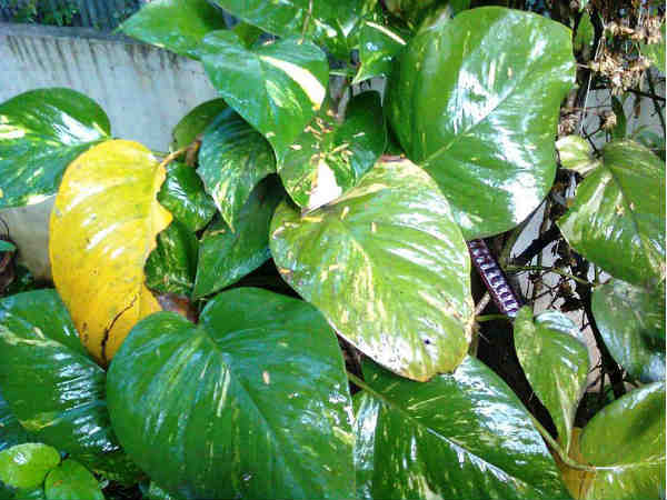 4. கொடிகள்